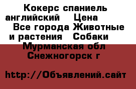 Кокерс спаниель английский  › Цена ­ 4 500 - Все города Животные и растения » Собаки   . Мурманская обл.,Снежногорск г.